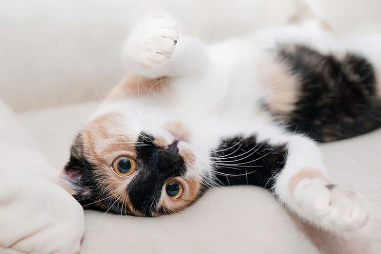 catpie1