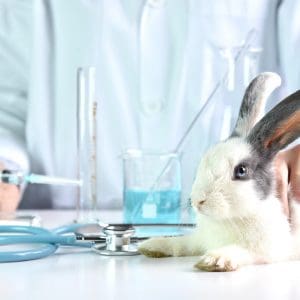 Is Dove Cruelty-Free? • Latest Cruelty-Free Kitty Update