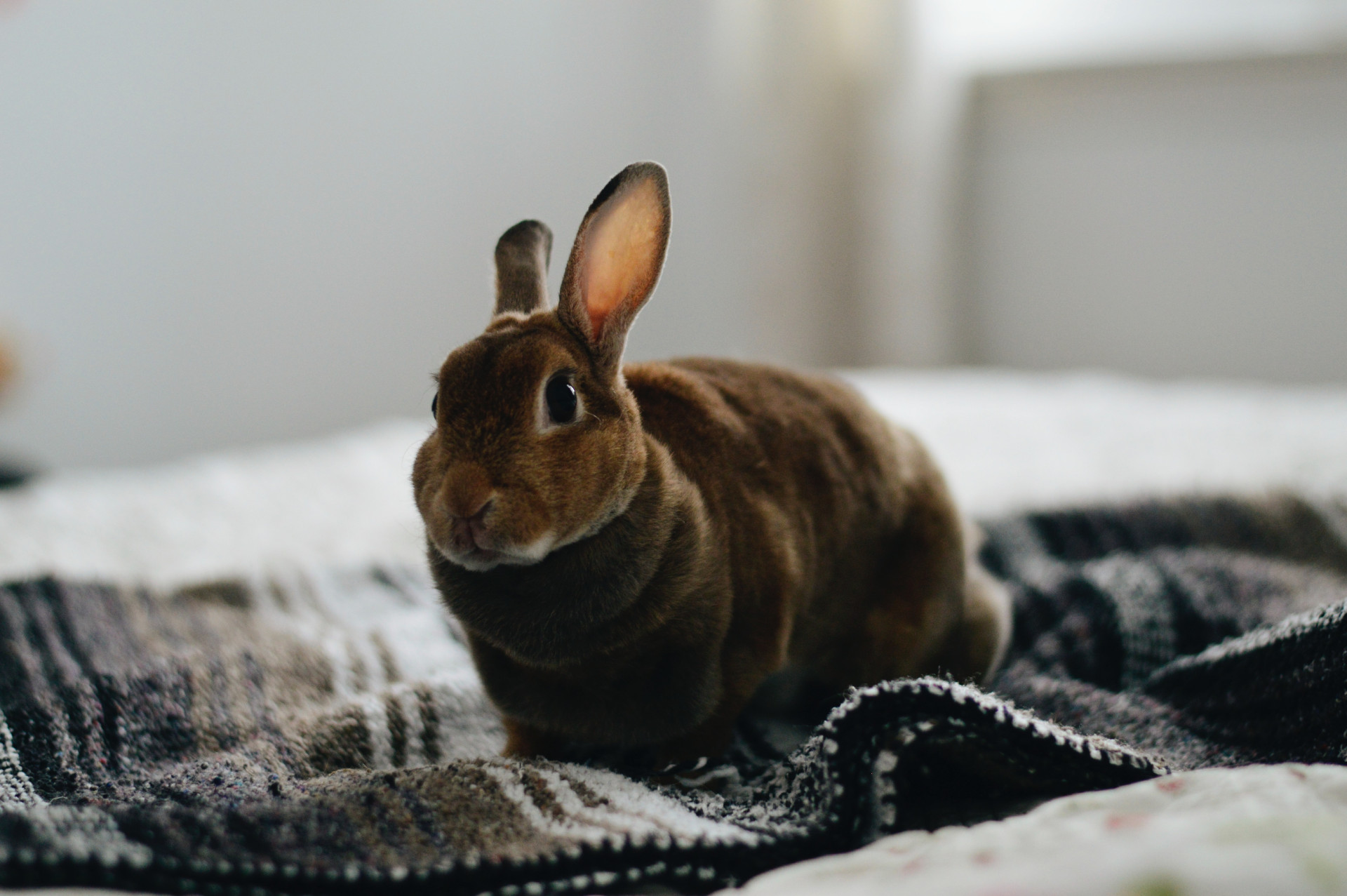 mexico bans animal testing